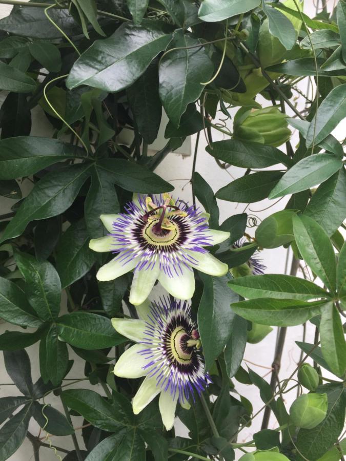 Revninge Guesthouse Dış mekan fotoğraf