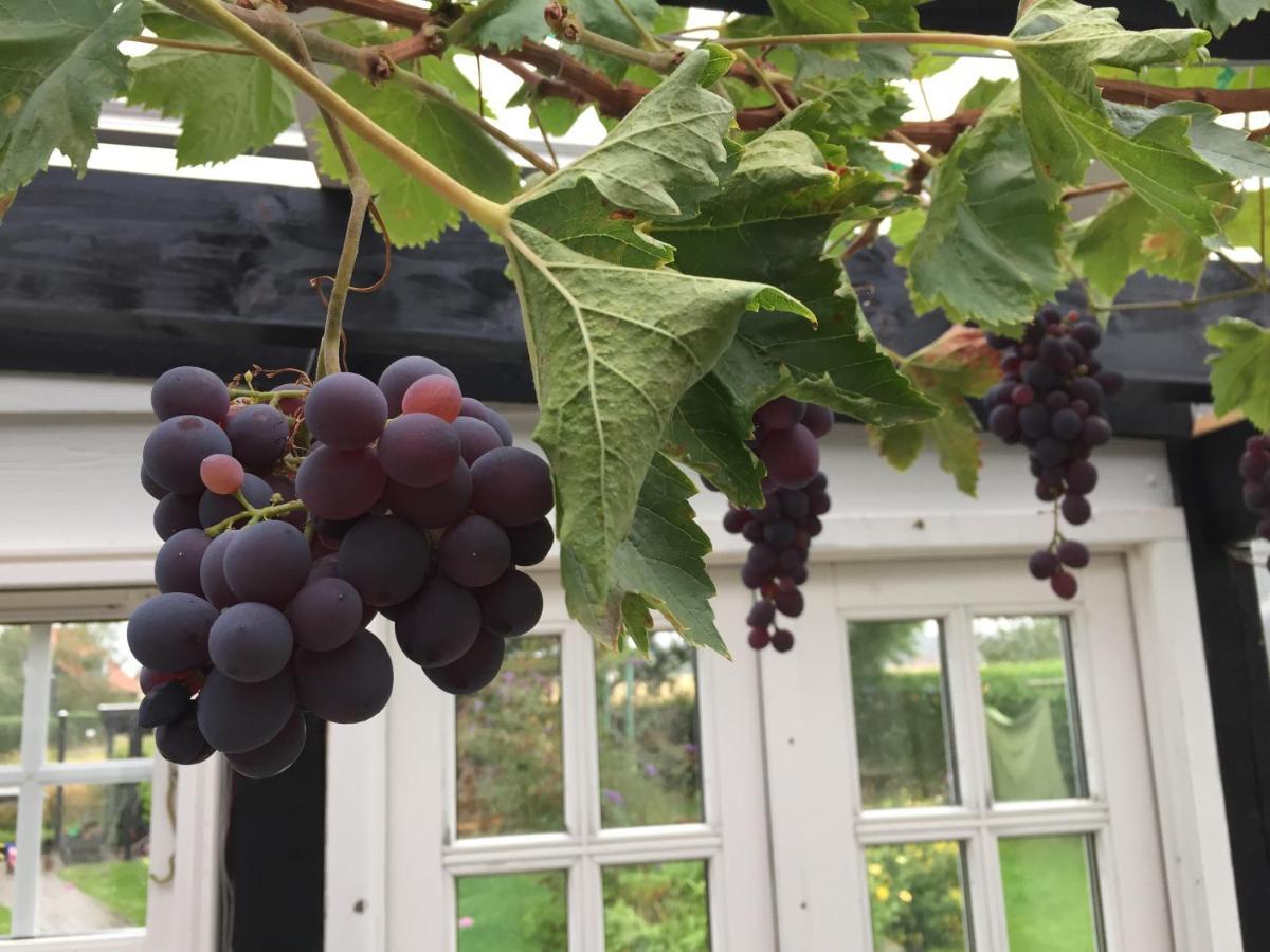 Revninge Guesthouse Dış mekan fotoğraf
